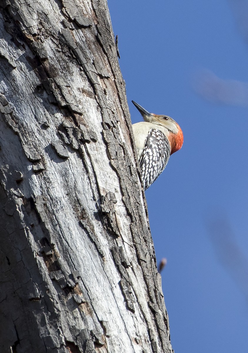 Red-bellied Woodpecker - ML217111191