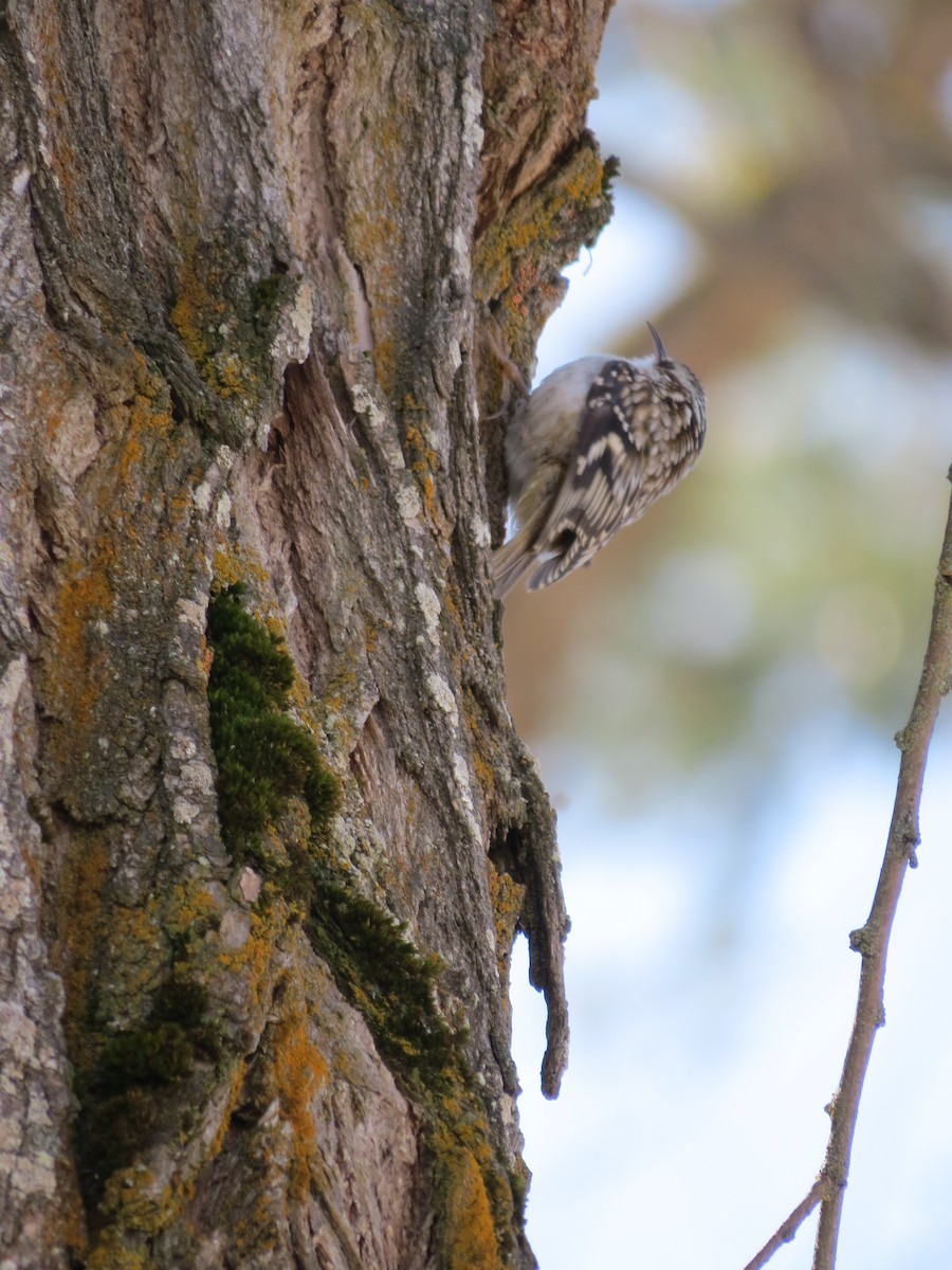 Brown Creeper - Alison  Hlatky