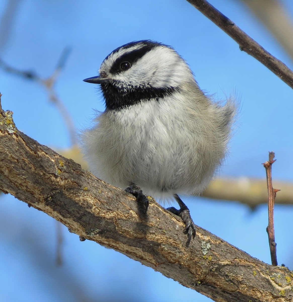 Mountain Chickadee - Alison  Hlatky