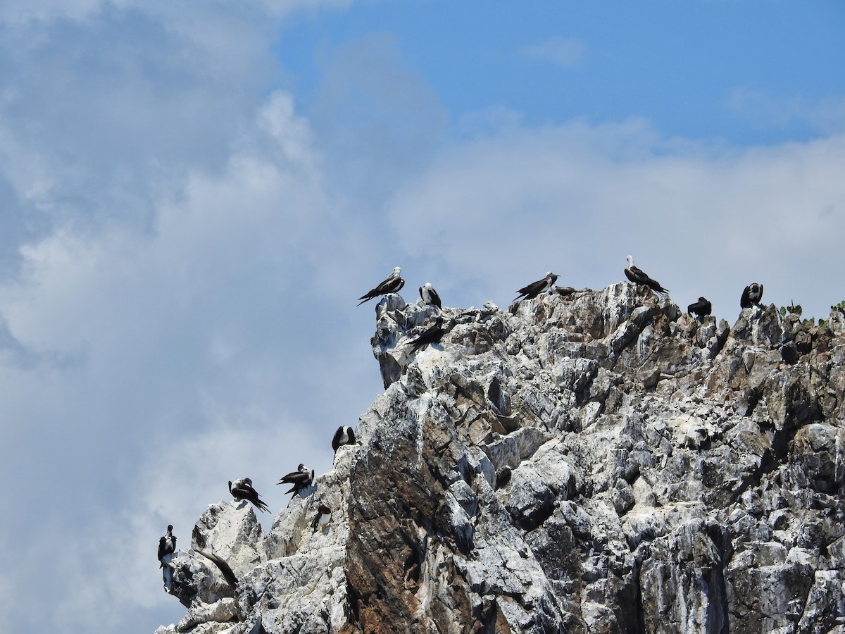 Magnificent Frigatebird - ML217111811