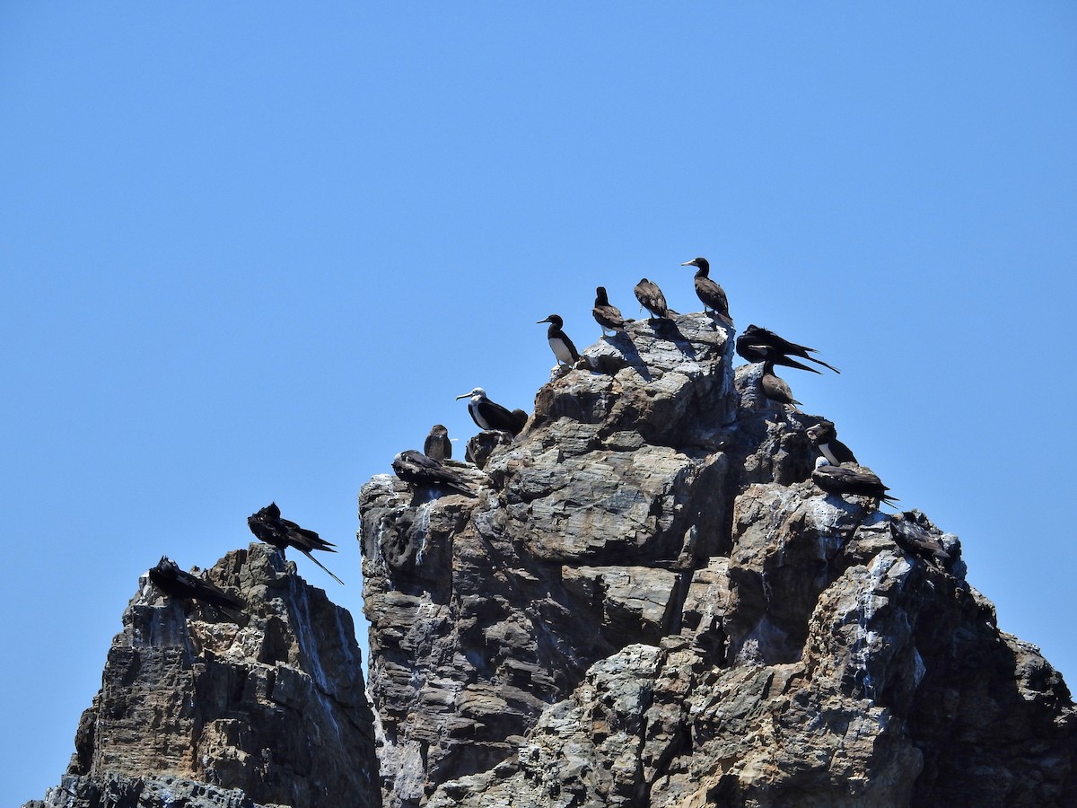 Brown Booby - ML217112171