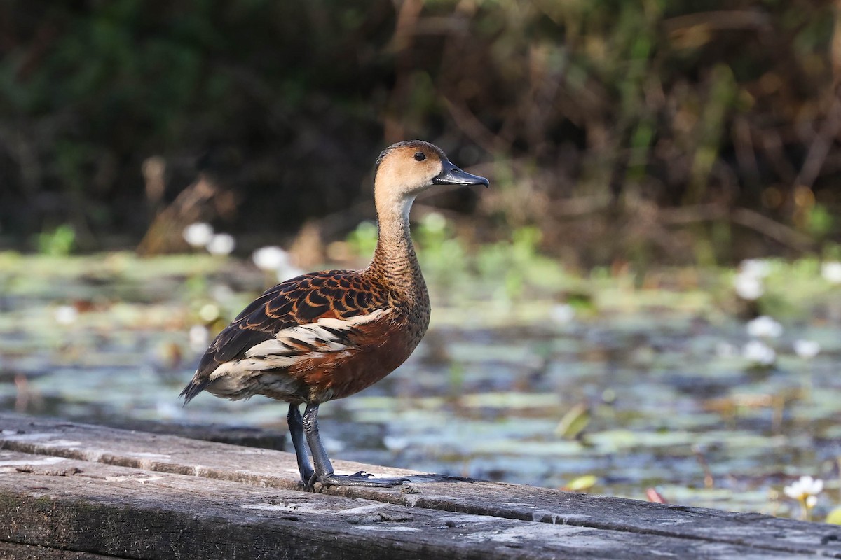 Wandering Whistling-Duck - Ged Tranter