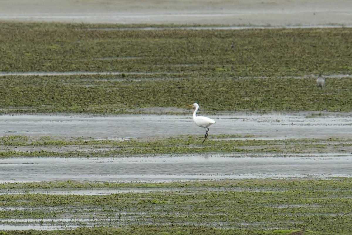 Chinese Egret - Kian Guan Tay