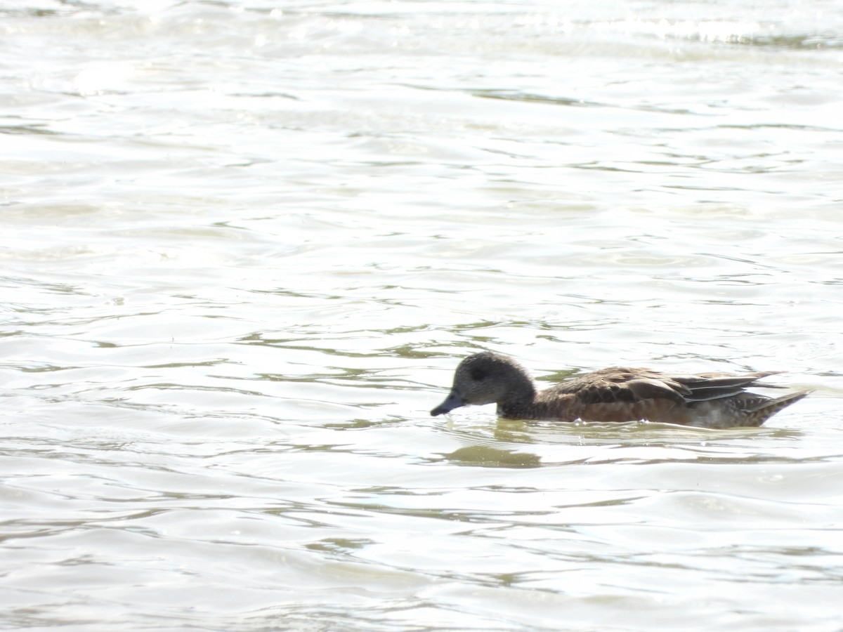 American Wigeon - ML217115431