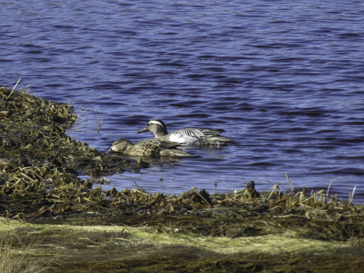 Garganey - ML217116061