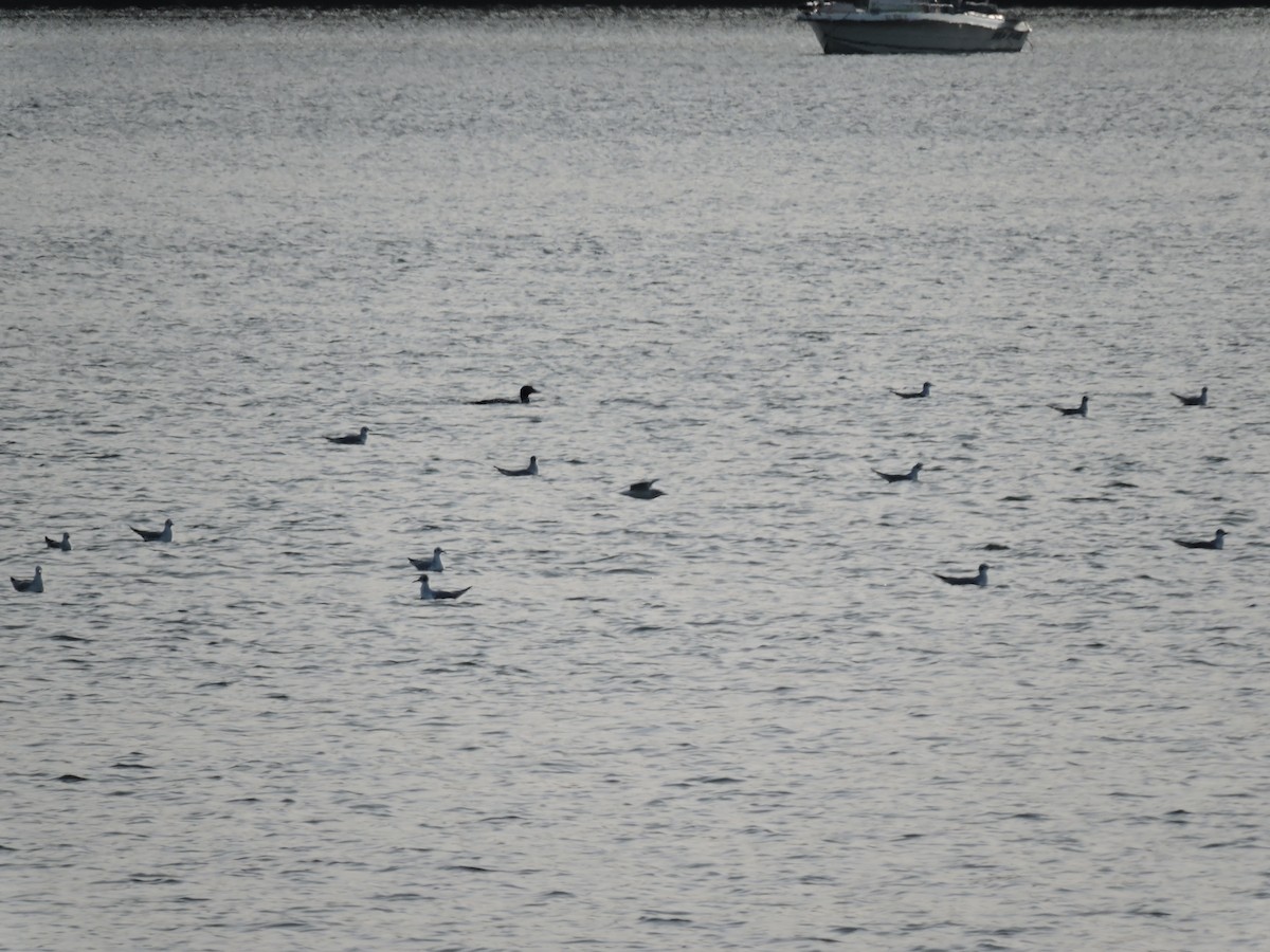 Bonaparte's Gull - Matthew Campbell