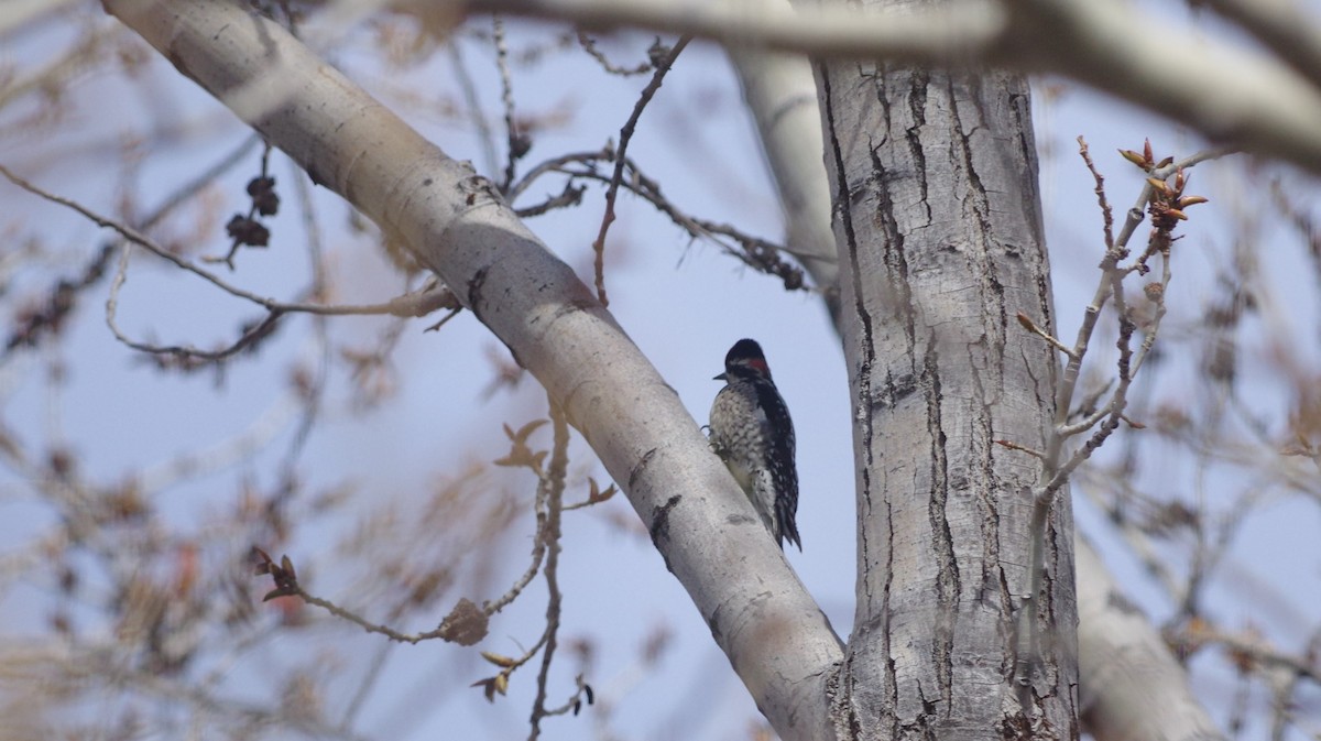 Red-naped Sapsucker - ML217118281