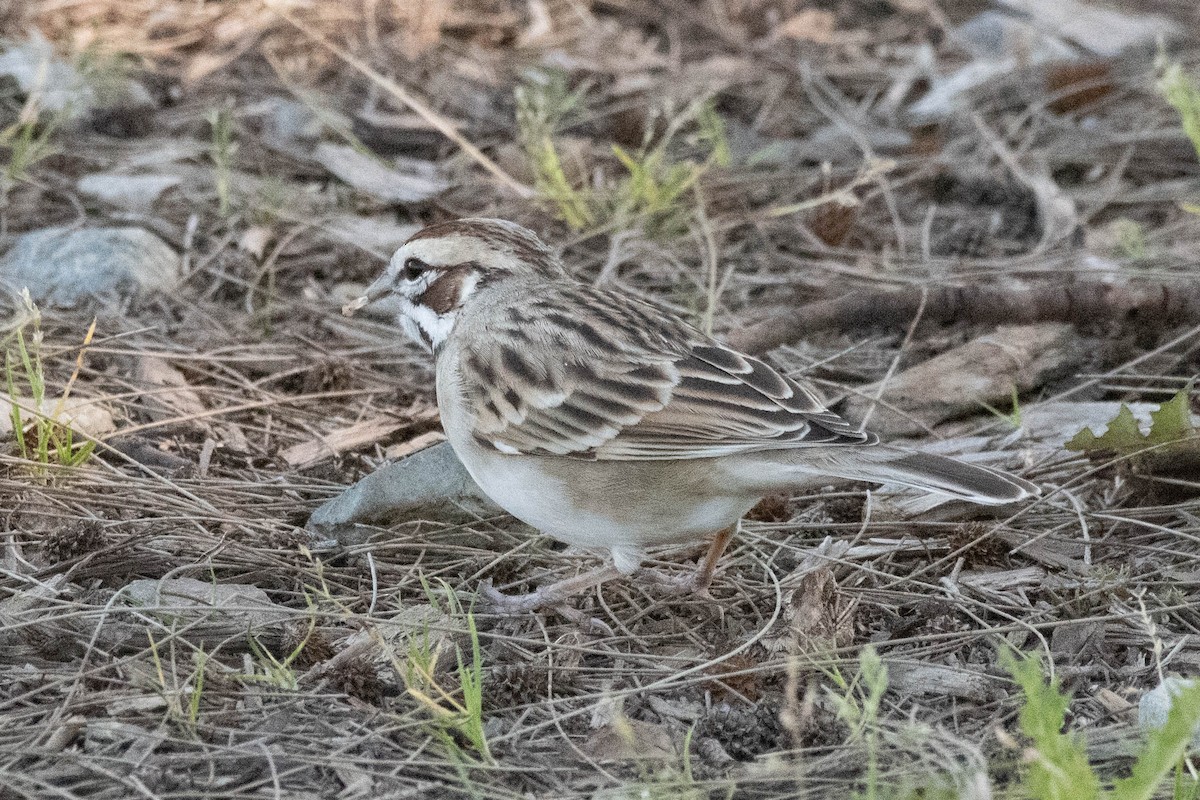 Lark Sparrow - James McNamara