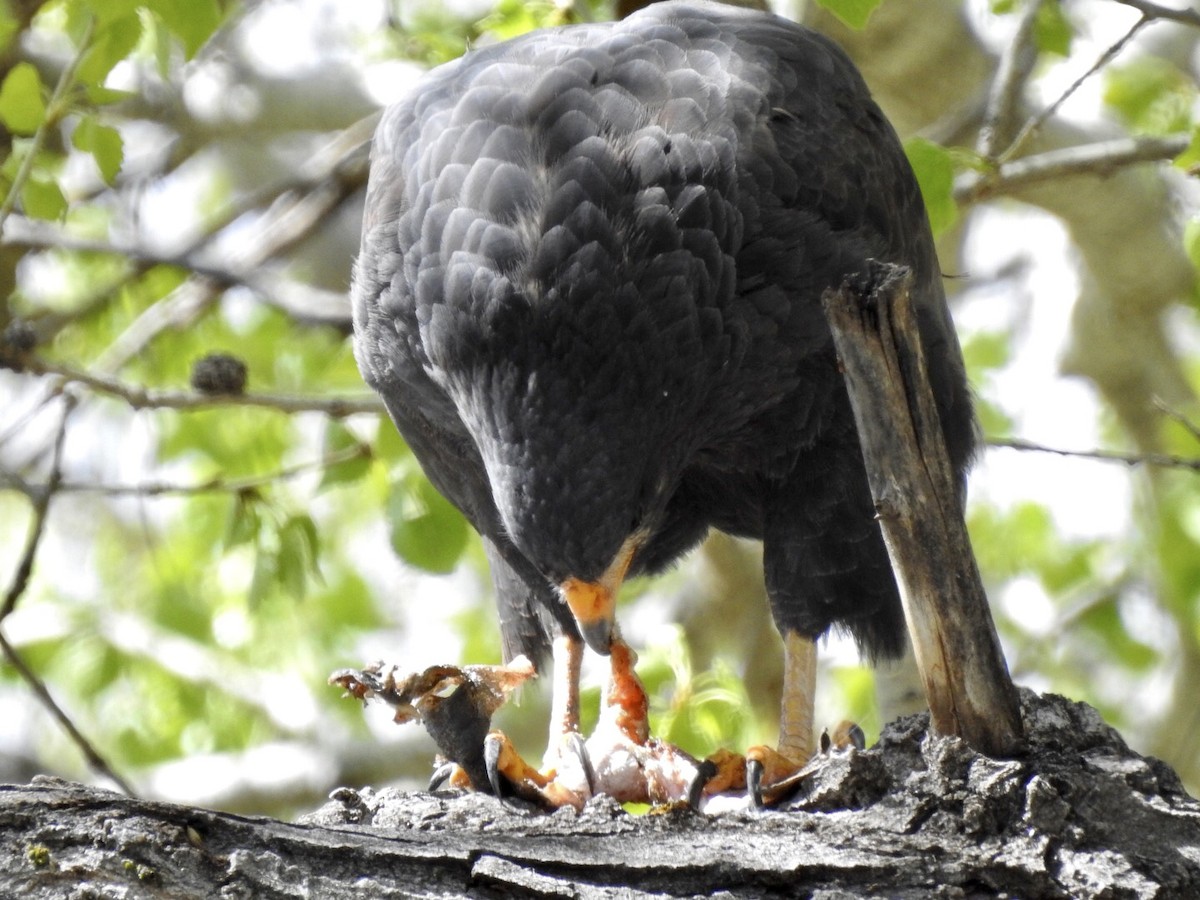 Common Black Hawk - ML217120401