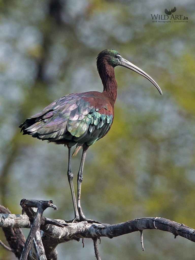ibis hnědý - ML217122191
