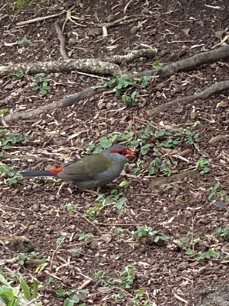 Red-browed Firetail - ML217123221