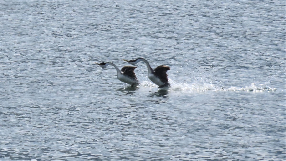 Western Grebe - ML217125391