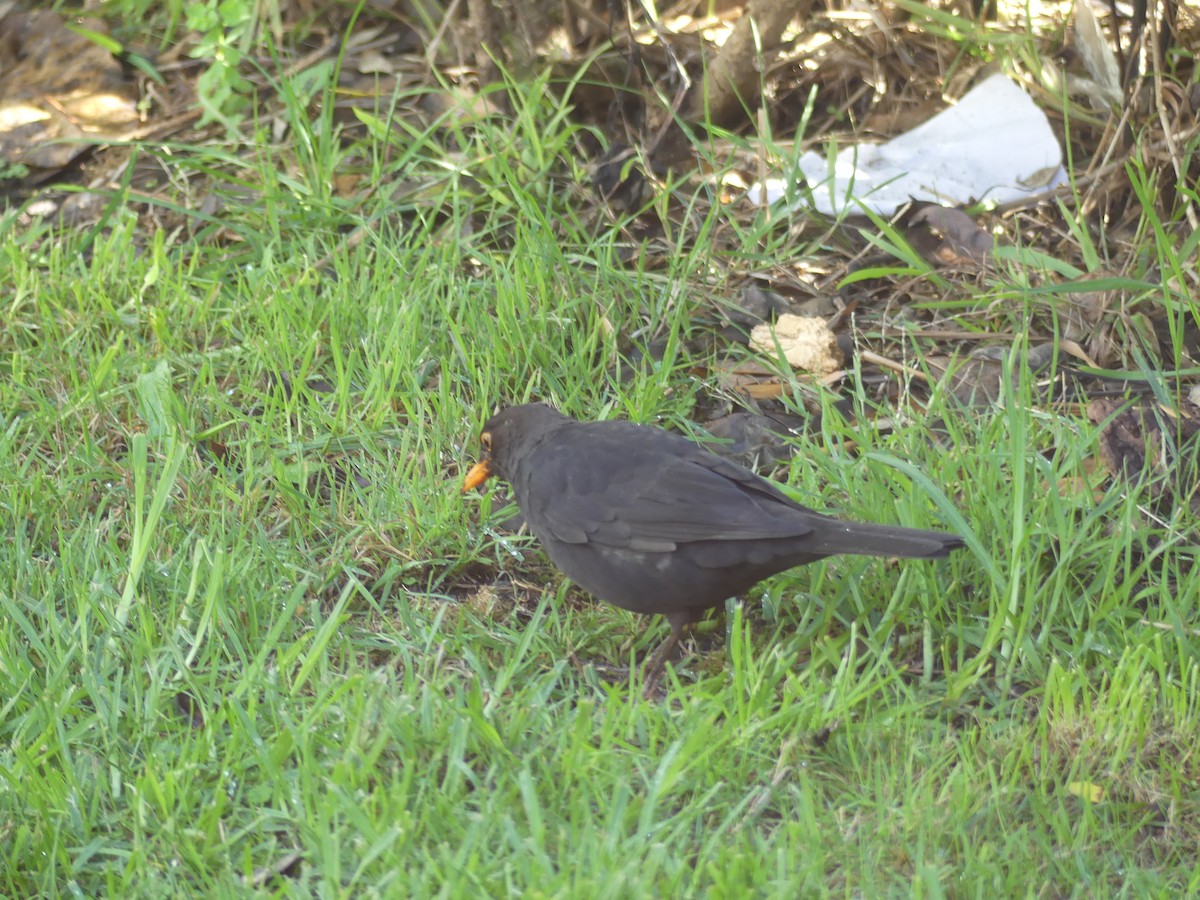 svarttrost - ML217126201