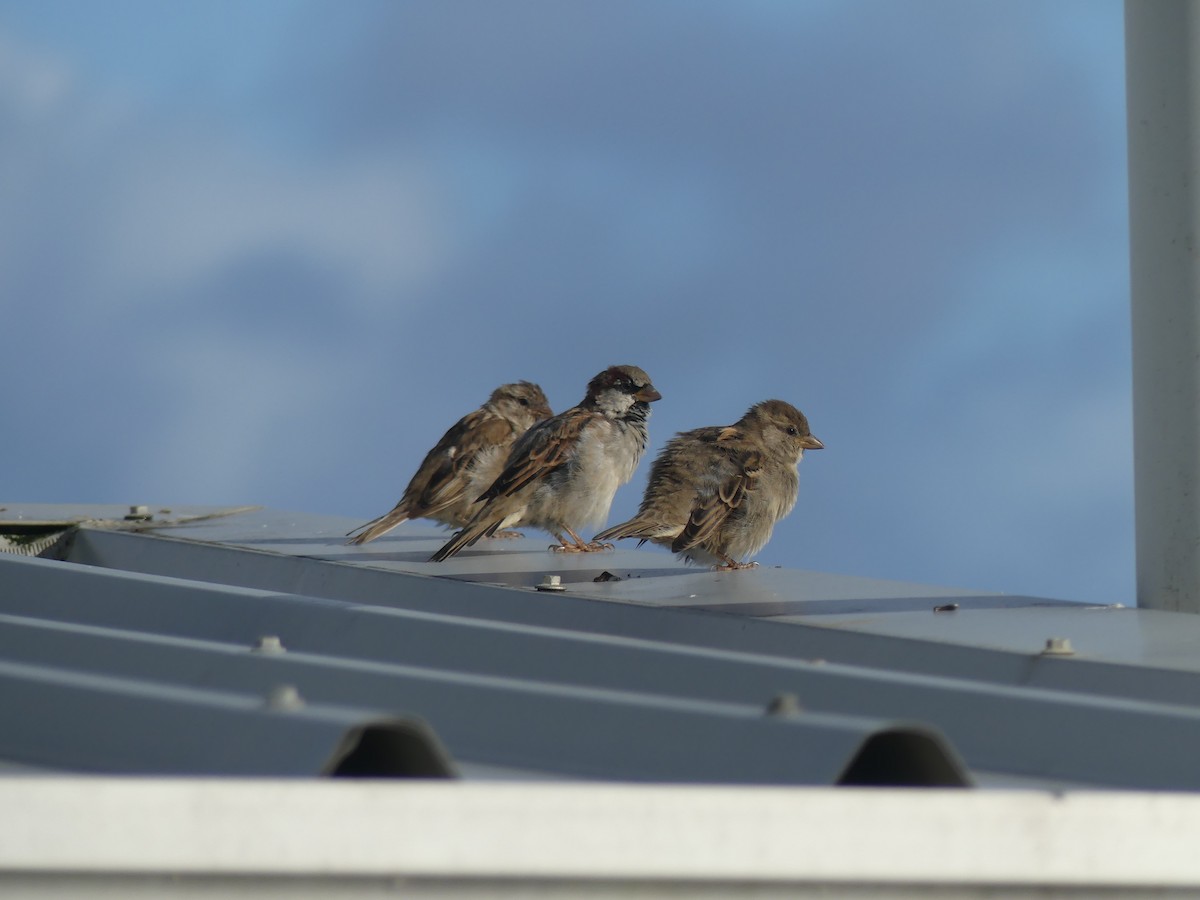 gråspurv - ML217126291