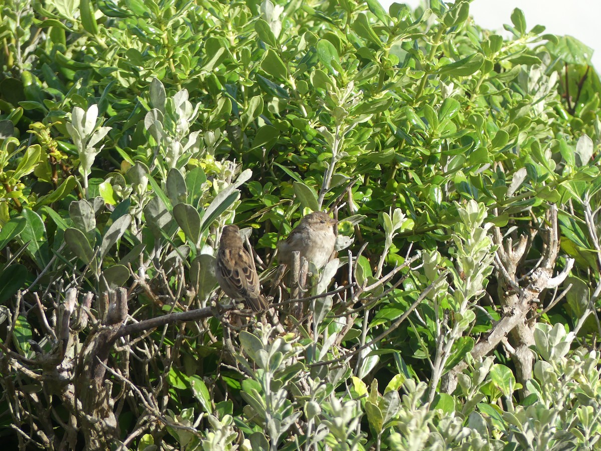 gråspurv - ML217126301