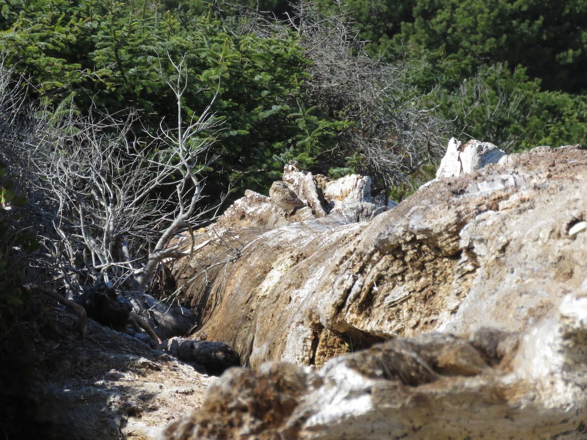 Burrowing Owl - ML217126371