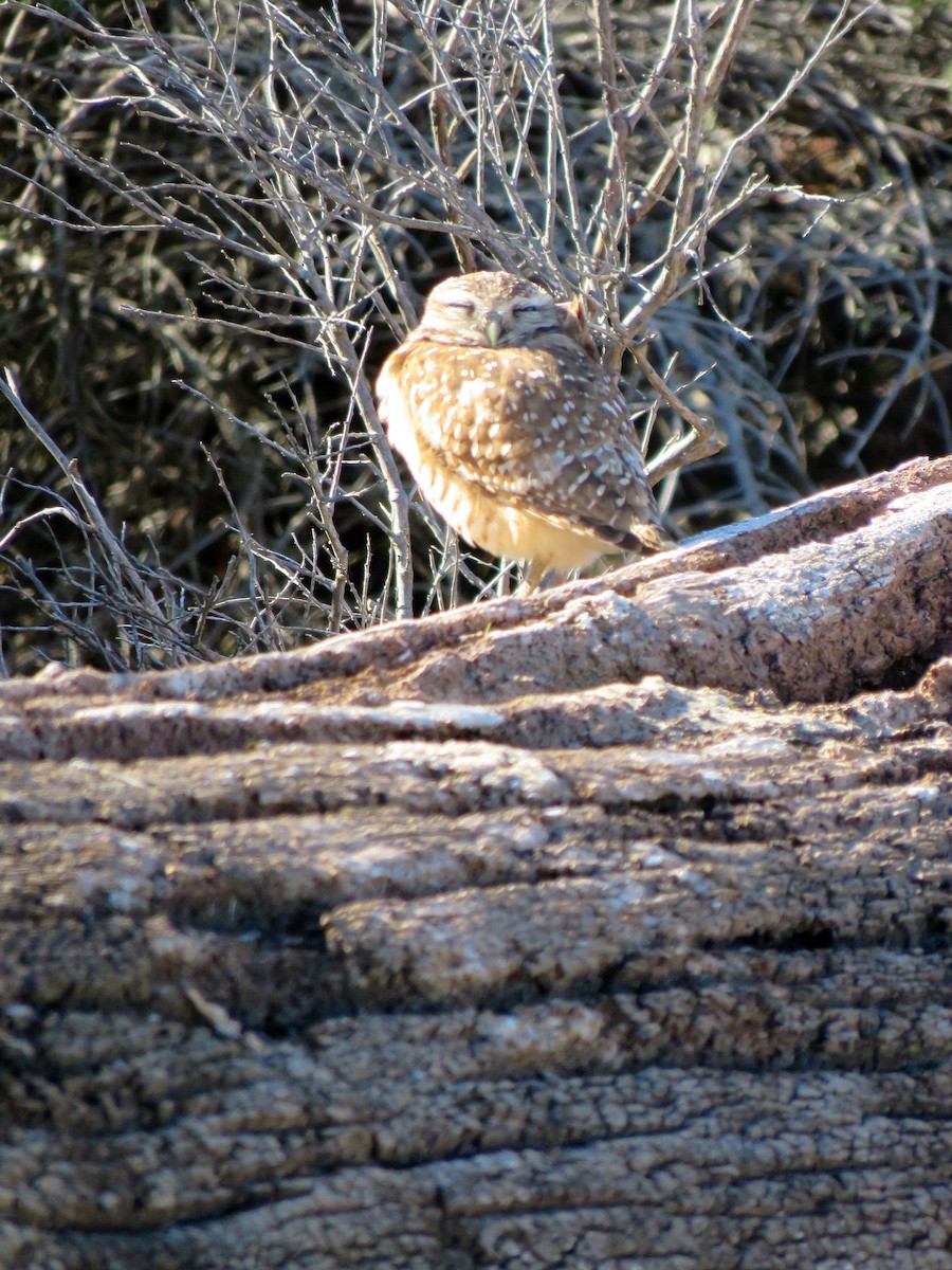 Burrowing Owl - ML217126631