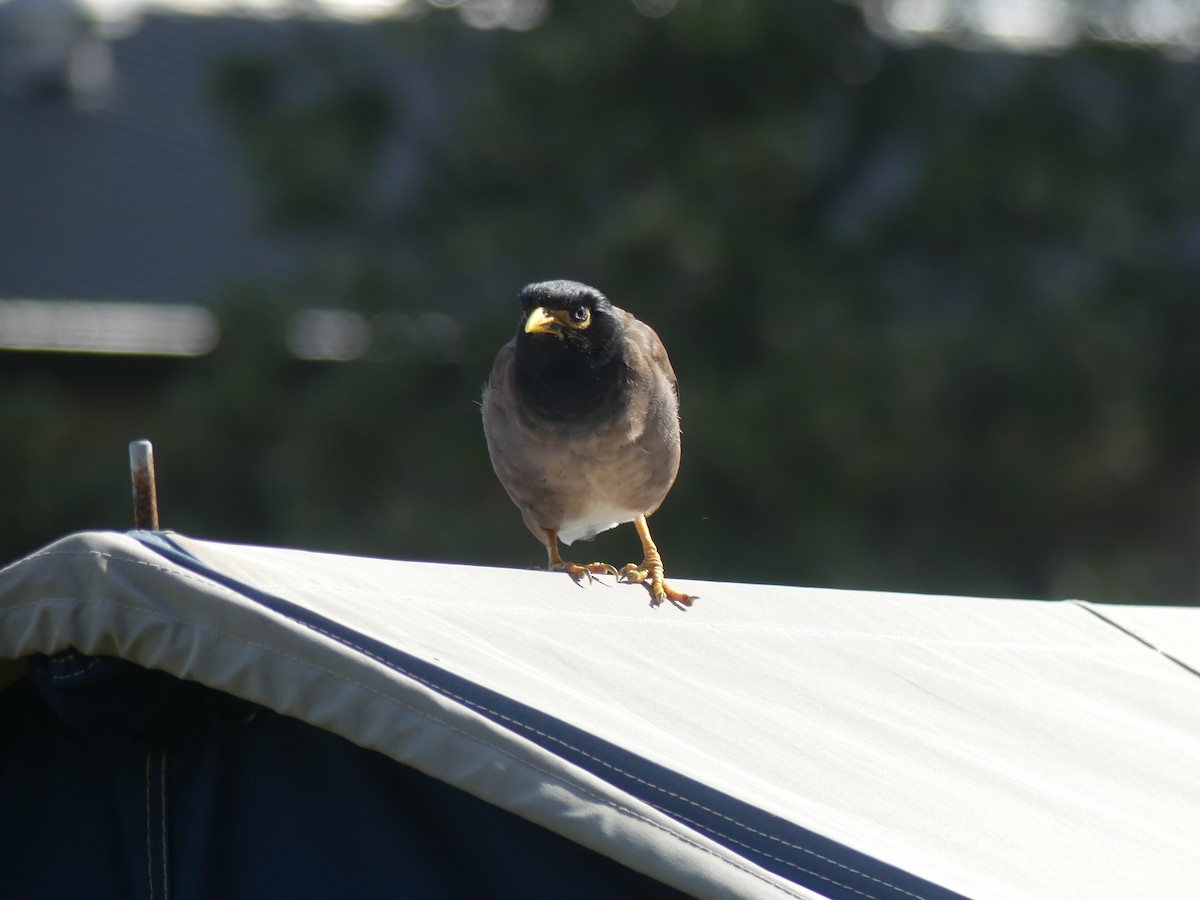 hyrdestær - ML217126741