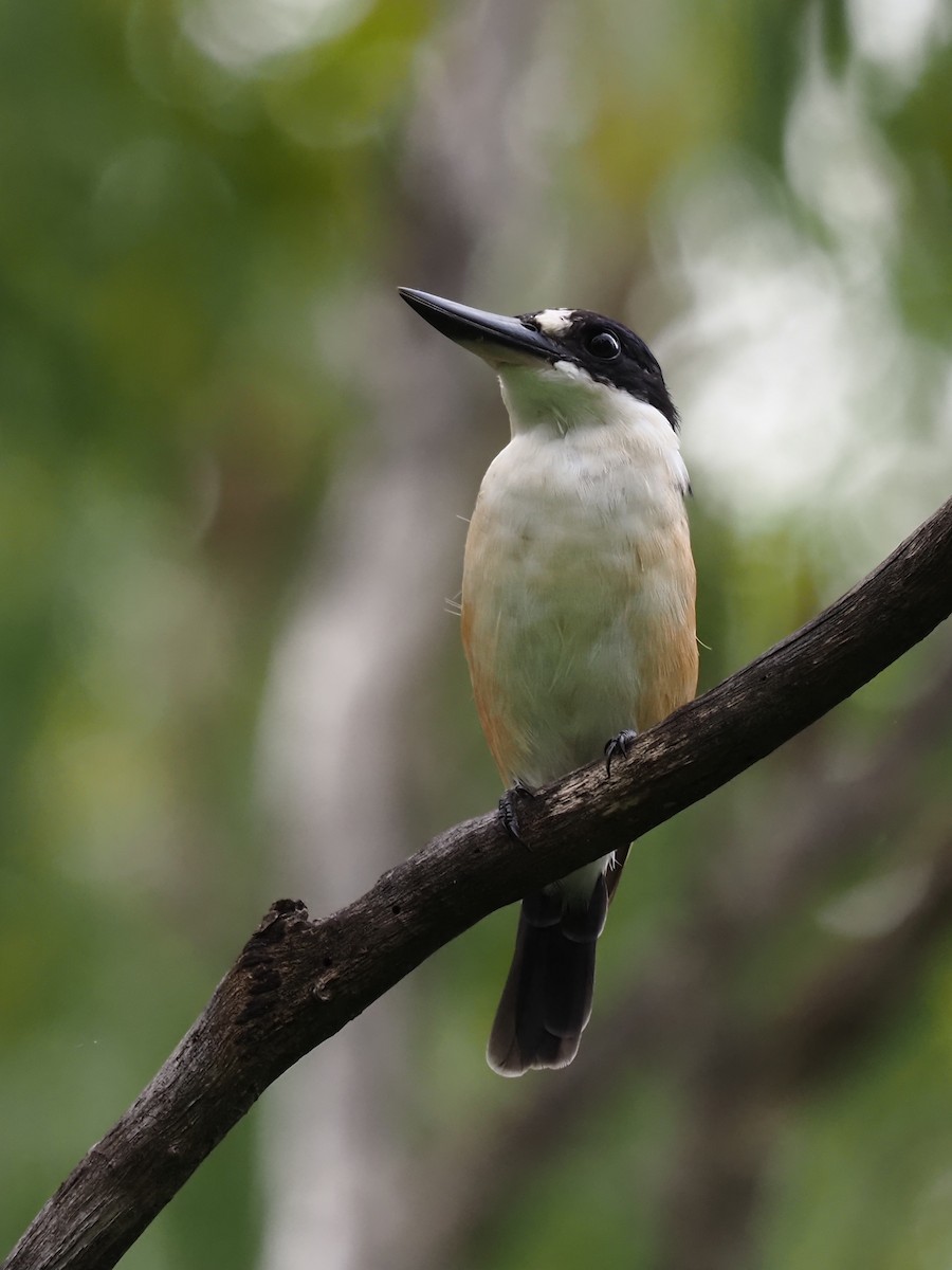 Forest Kingfisher - ML217127941