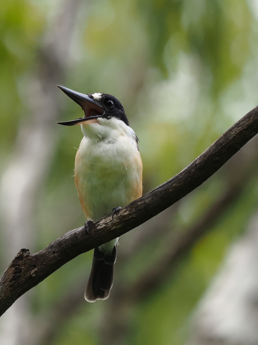 Forest Kingfisher - ML217127991