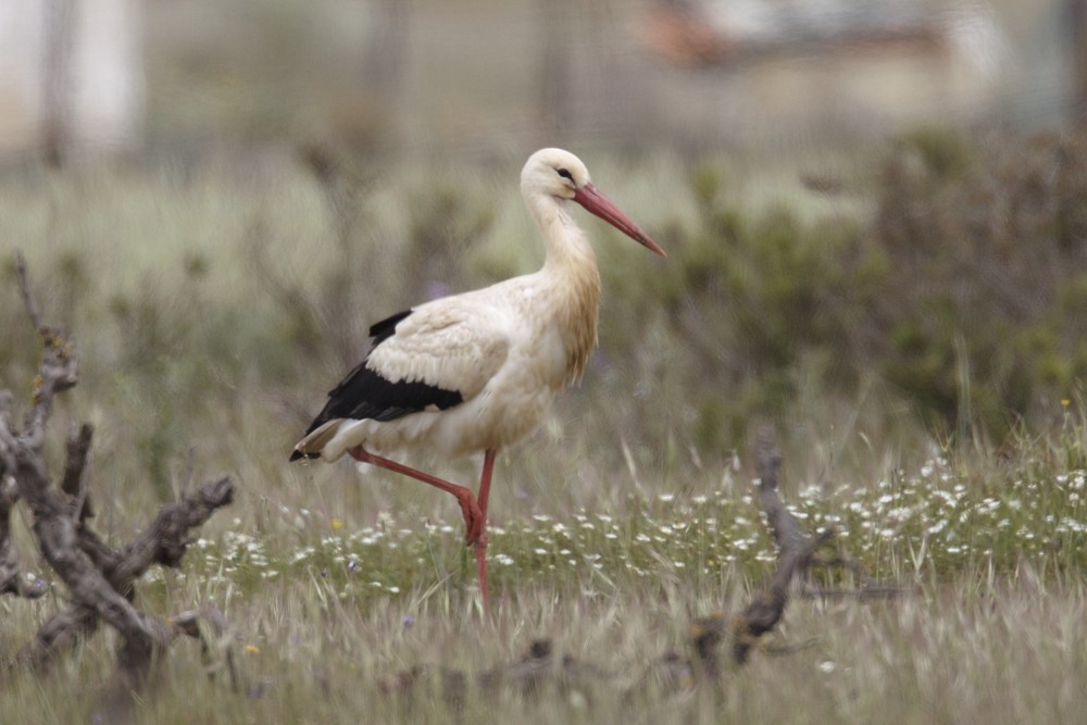 White Stork - Graeme Risdon