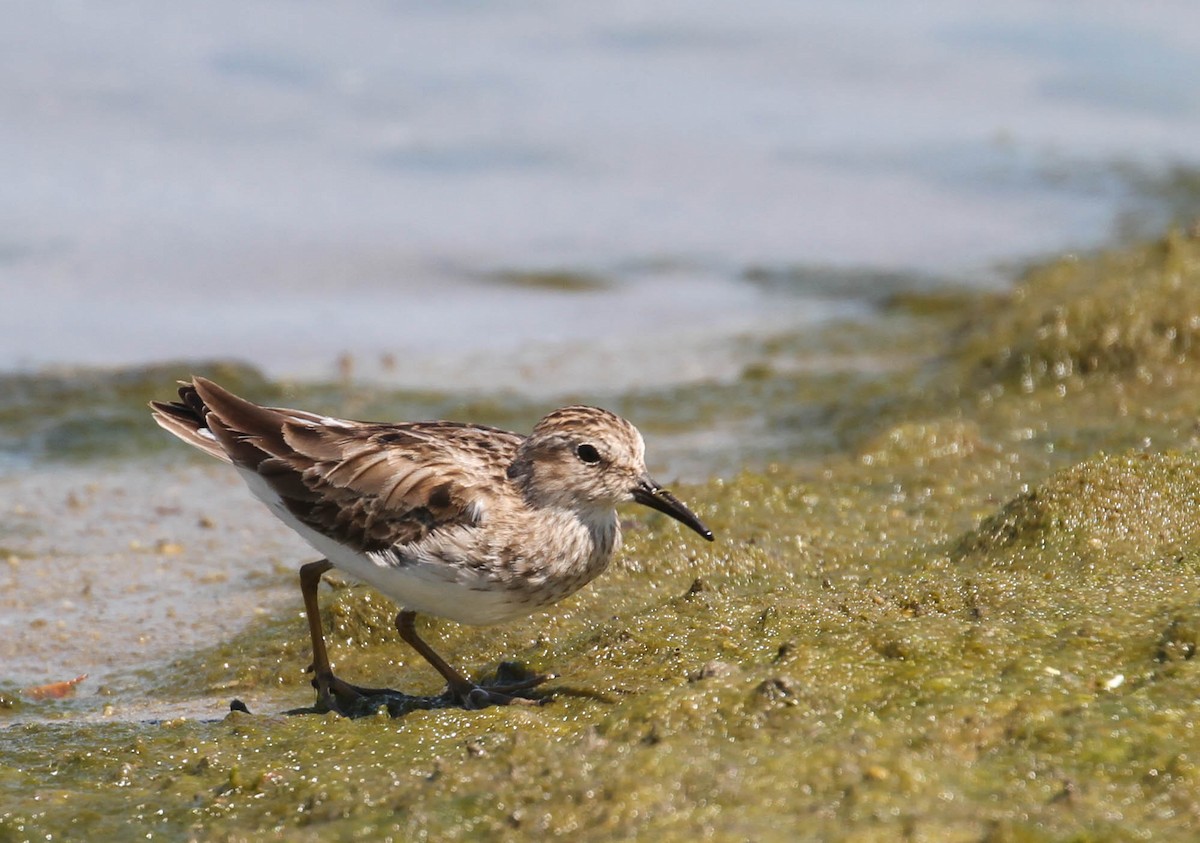 Least Sandpiper - Tracy Drake