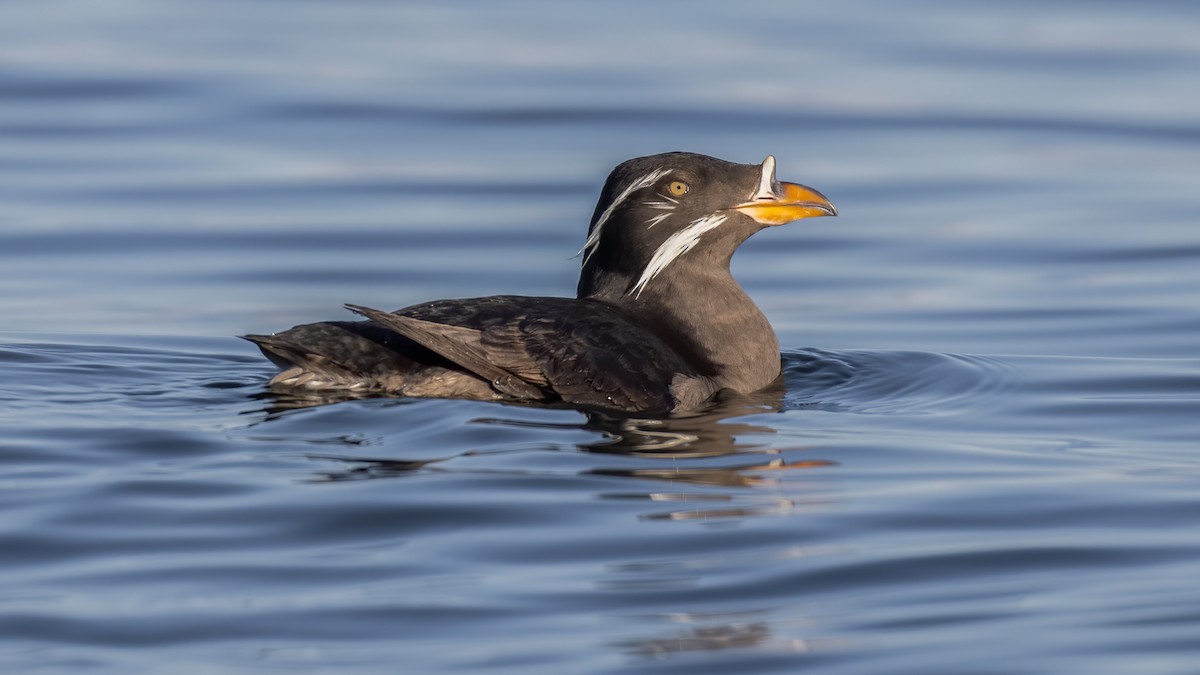 Rhinoceros Auklet - Eric Ellingson