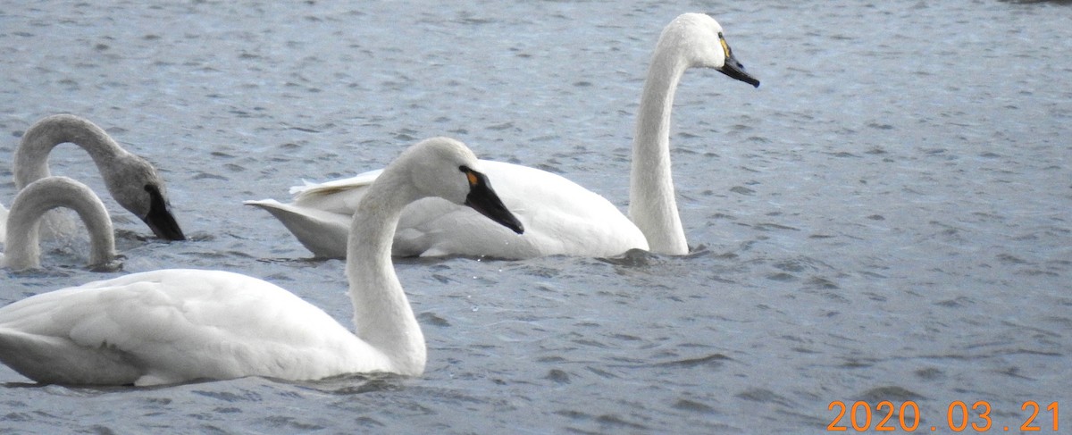 Tundra Swan - ML217129431