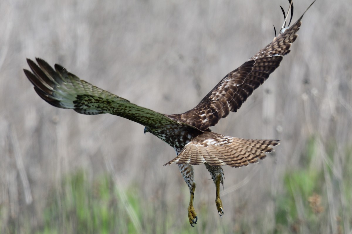 Red-tailed Hawk - Song Yu