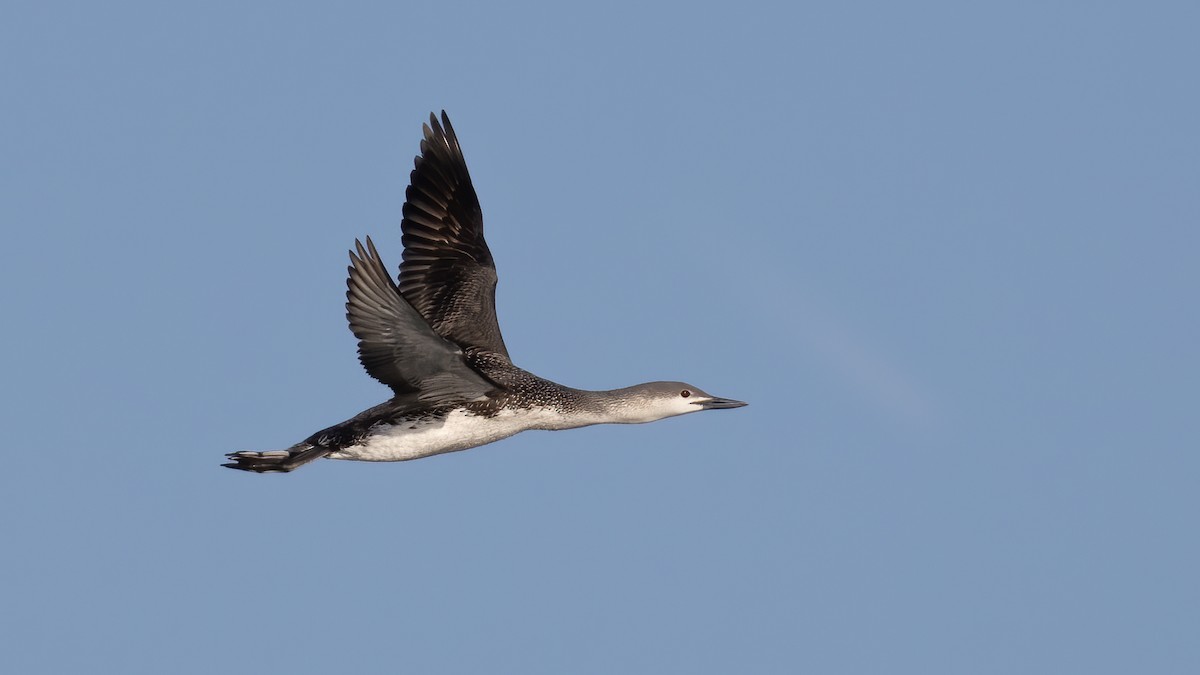 Red-throated Loon - Eric Ellingson