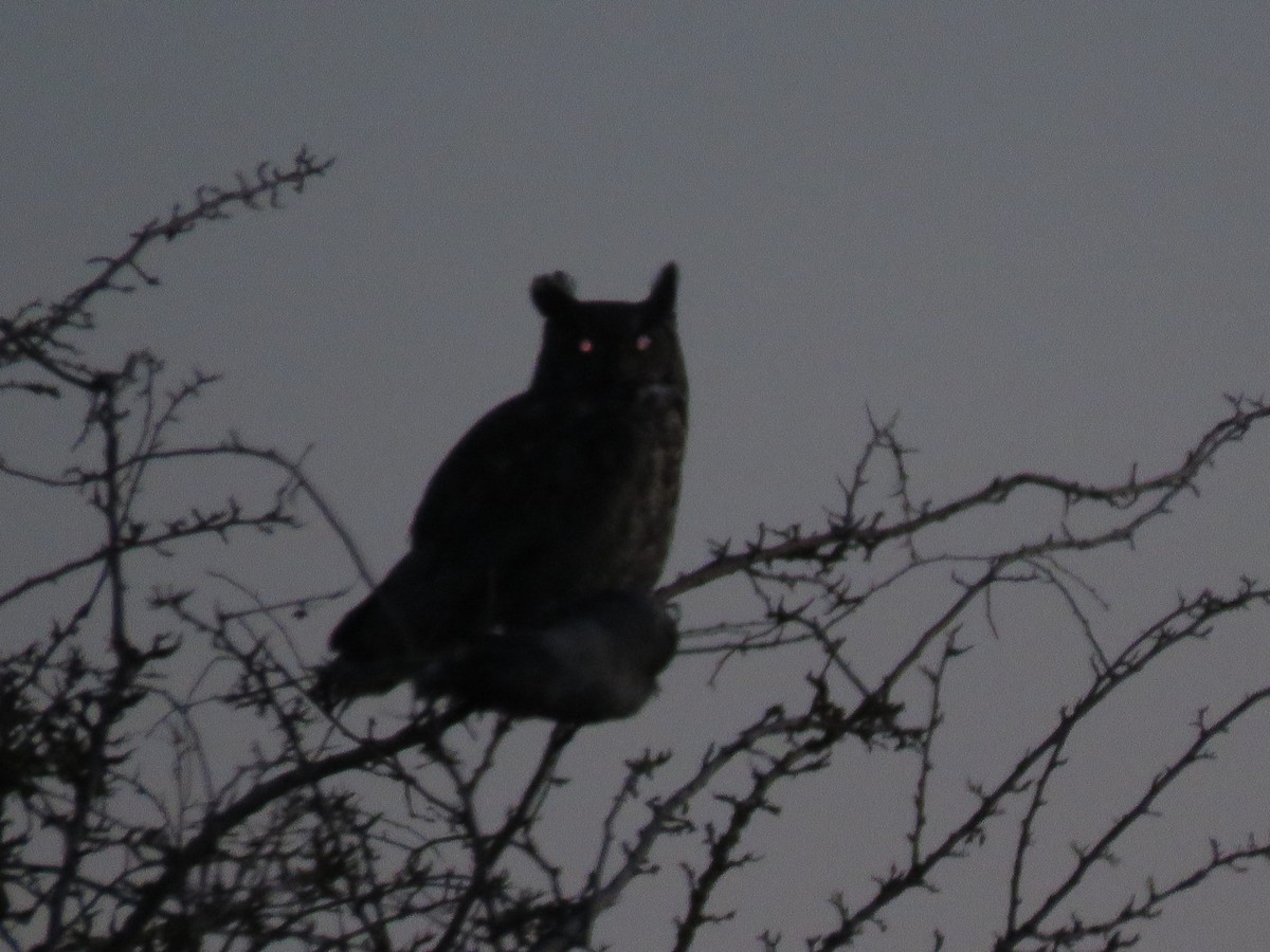 Great Horned Owl - ML217131791