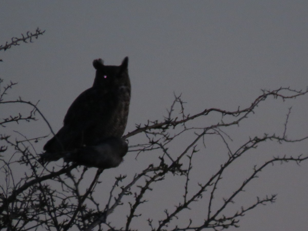 Great Horned Owl - ML217131801