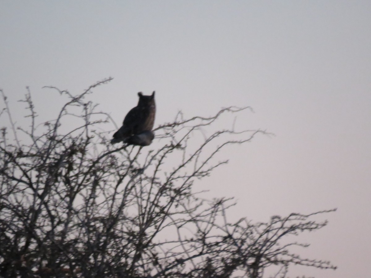 Great Horned Owl - ML217131831