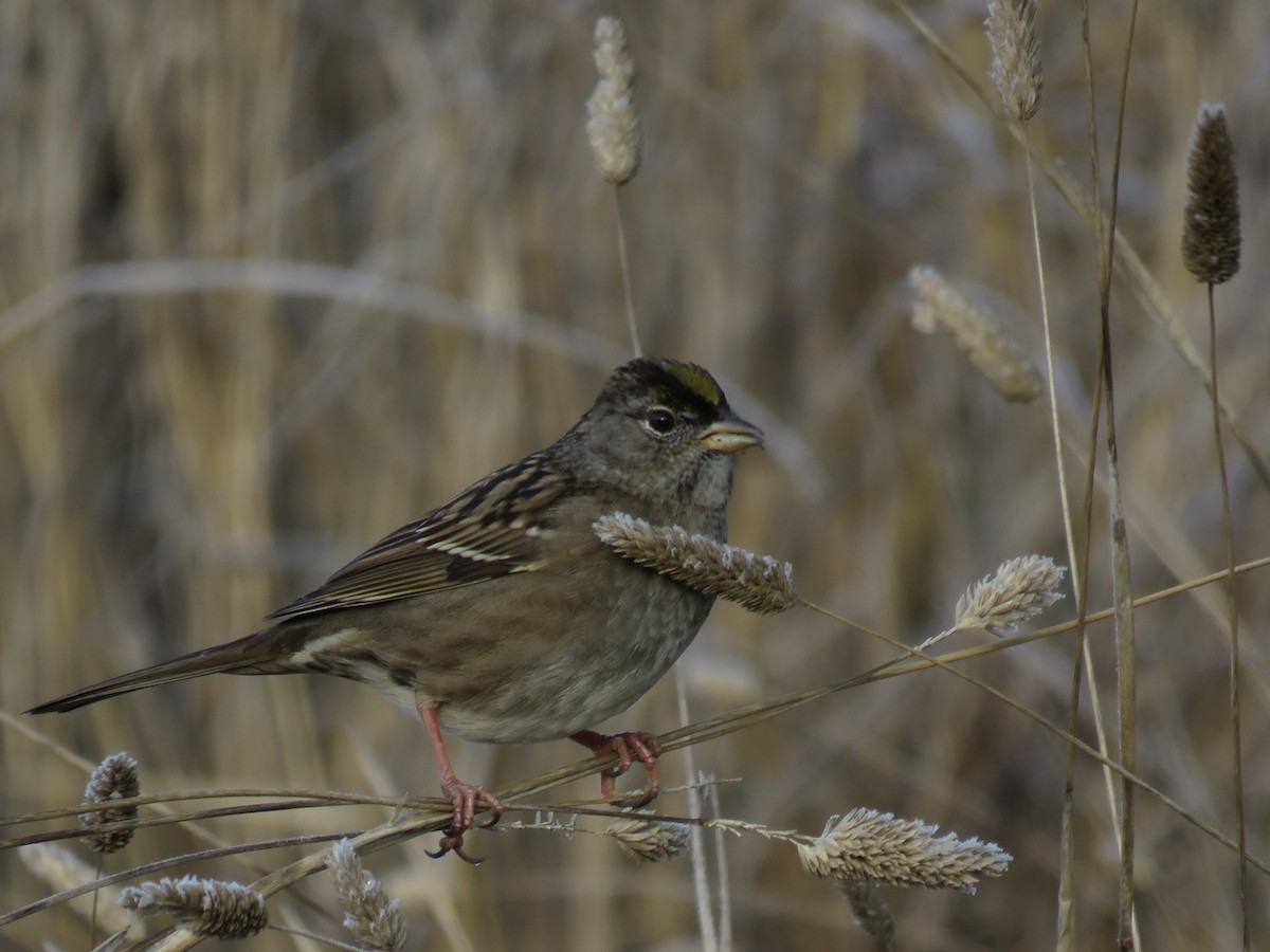 Bruant à couronne dorée - ML217132481