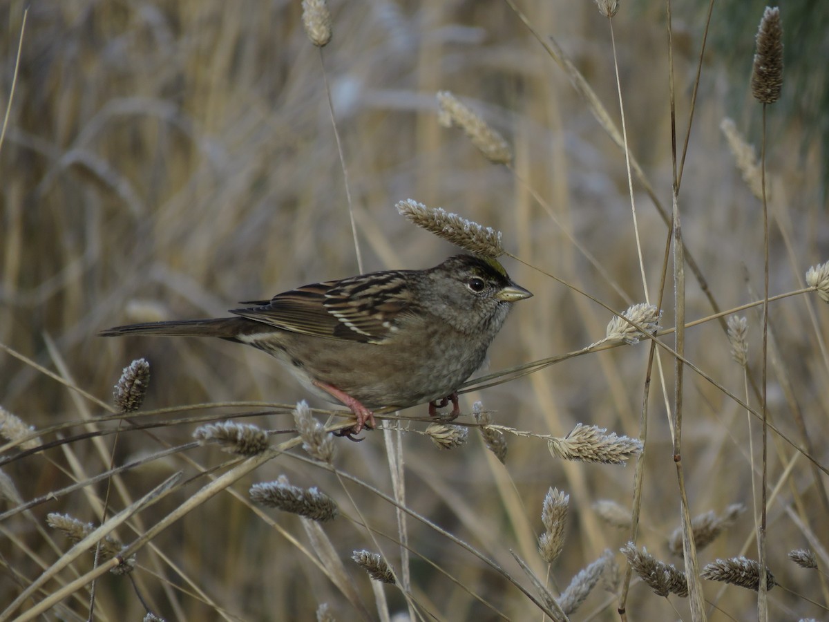 Bruant à couronne dorée - ML217132501