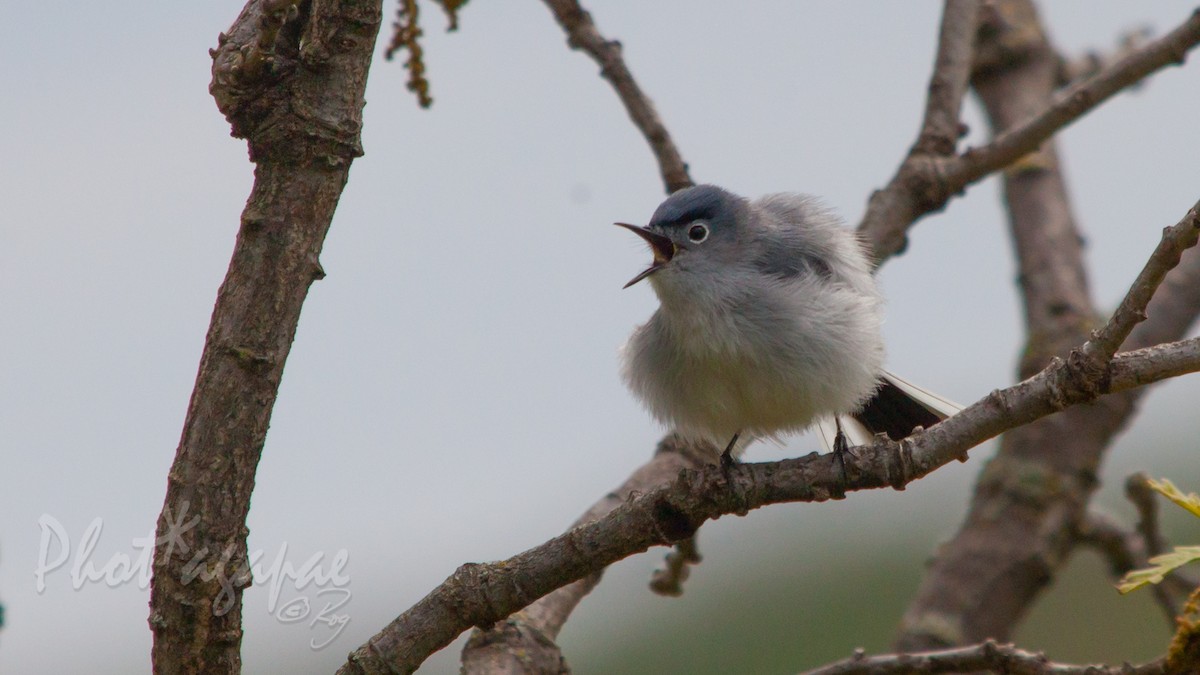 Blue-gray Gnatcatcher - Roger Schroeder