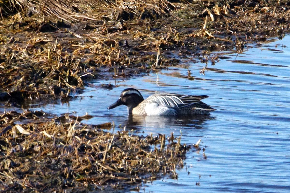 Garganey - ML217134651