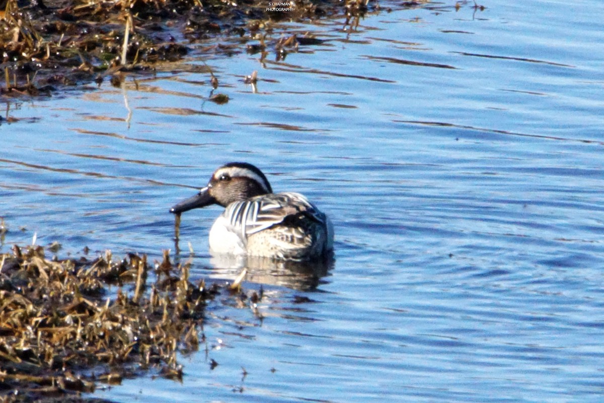 Garganey - ML217134701