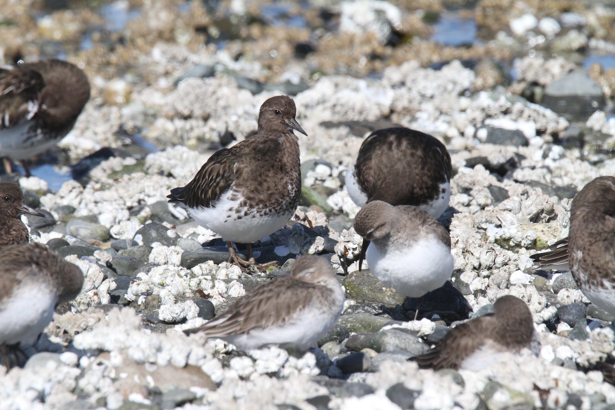 Black Turnstone - ML217134921