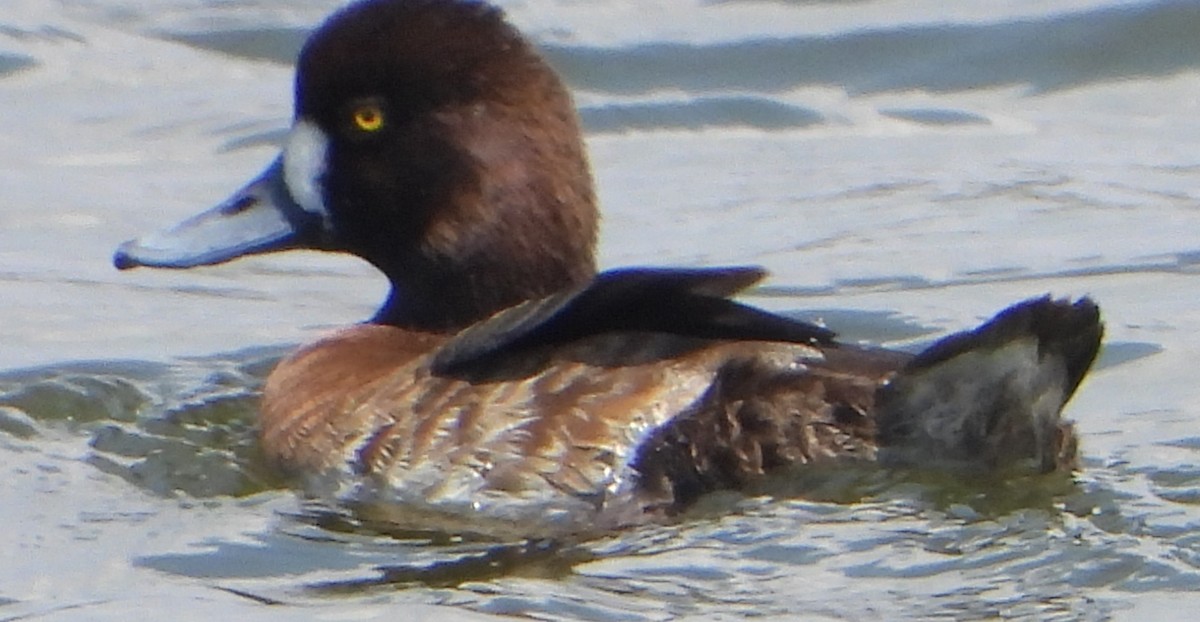 Lesser Scaup - ML217136191