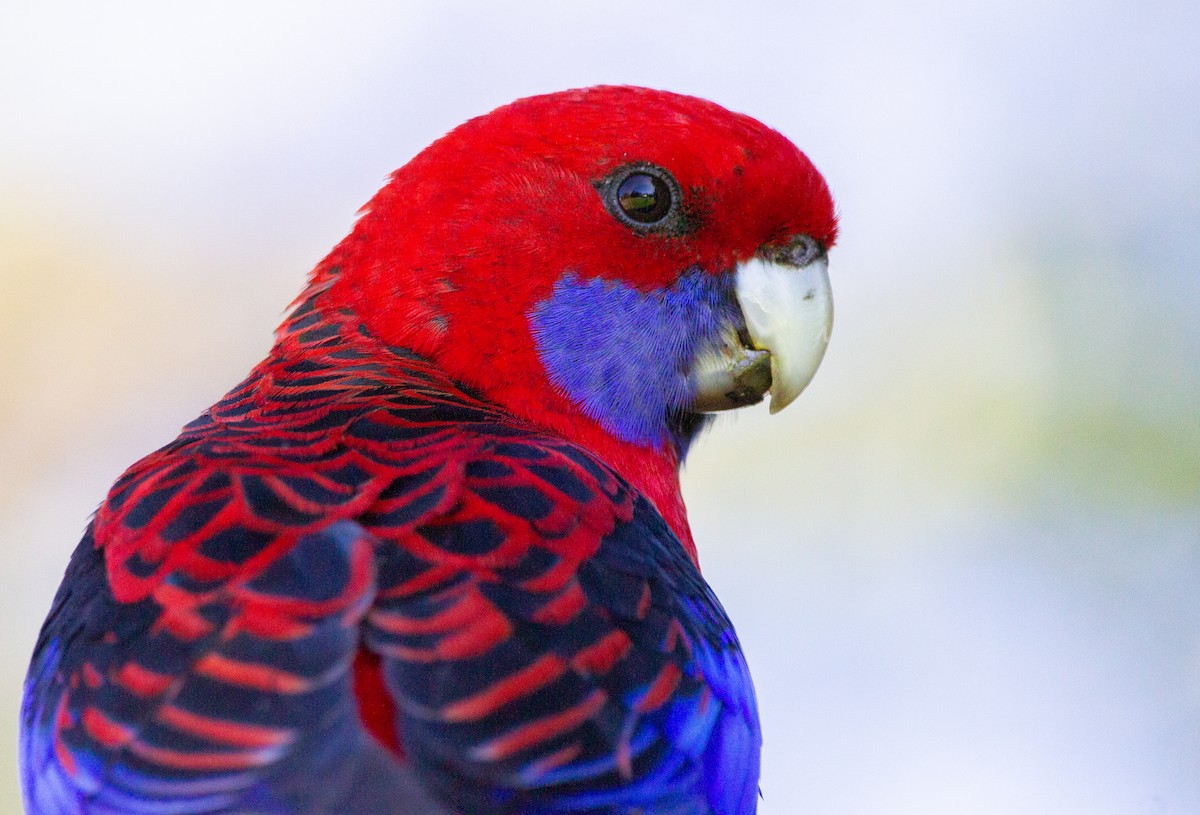 Crimson Rosella - ML217136611