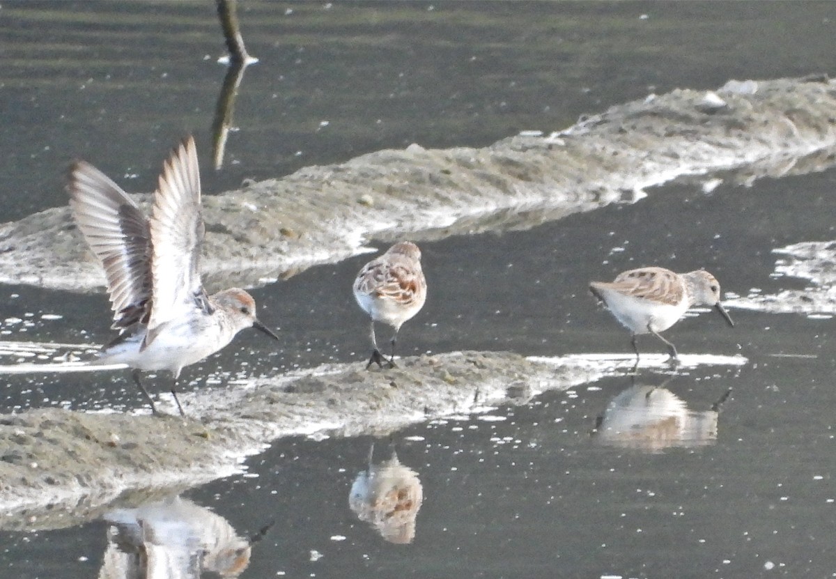 Western Sandpiper - ML217136991