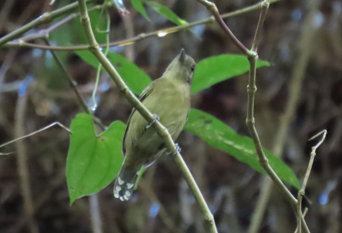 Black-crowned Antshrike - ML217139951
