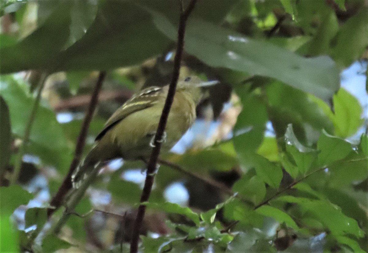 Black-crowned Antshrike - ML217139961