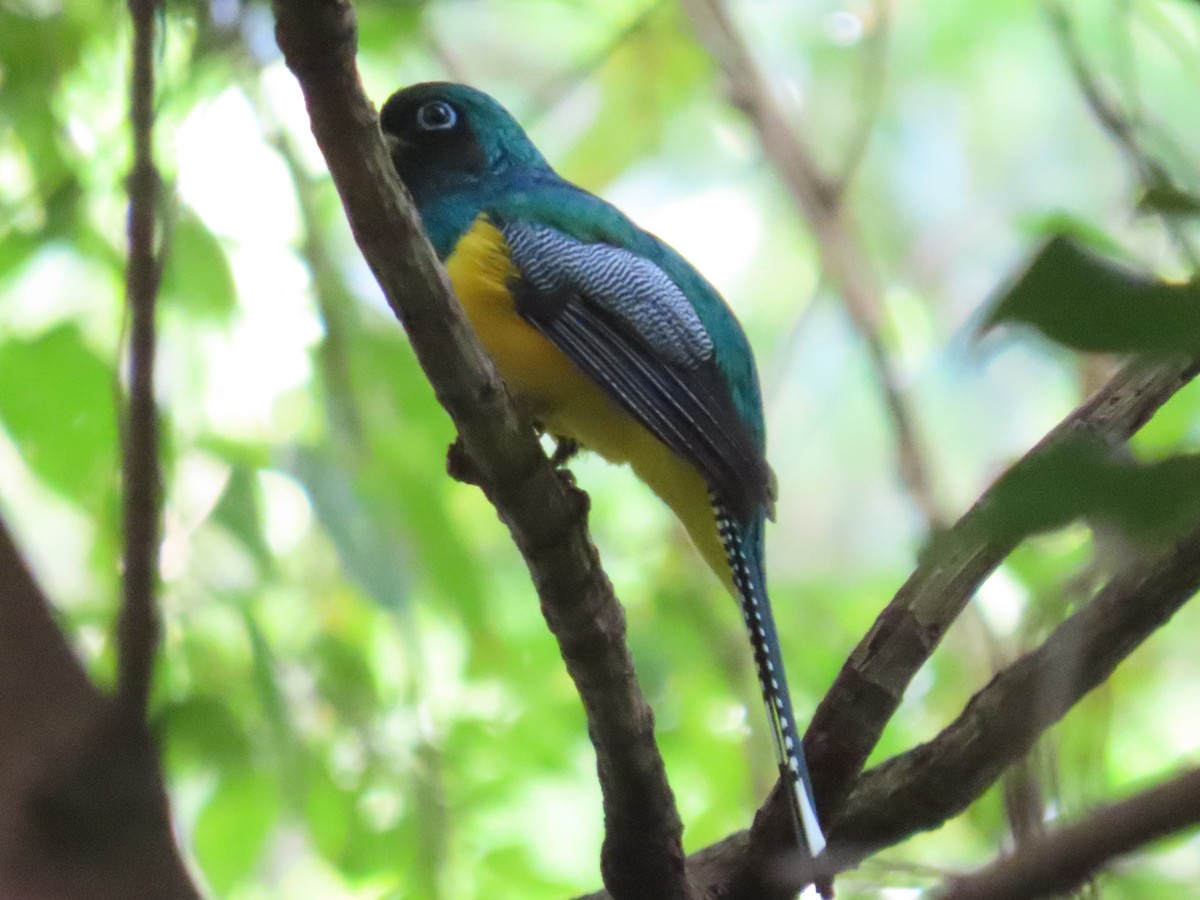 Northern Black-throated Trogon - ML217140091