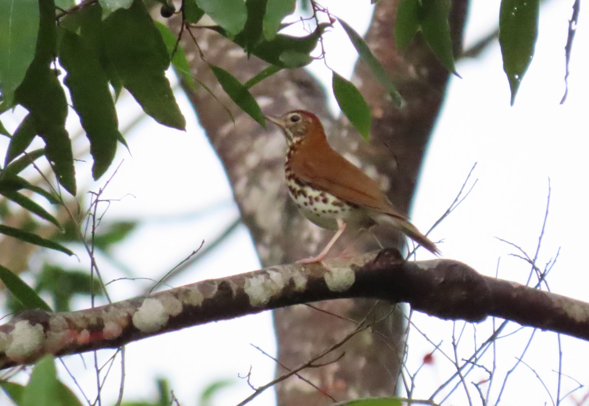 Wood Thrush - ML217140111