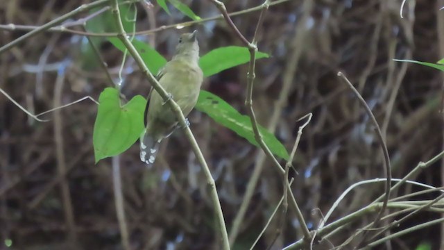 Black-crowned Antshrike - ML217140161