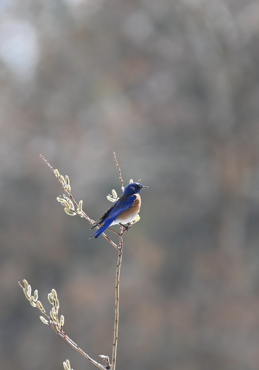 Western Bluebird - ML217140251