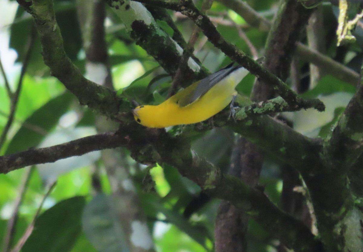 Prothonotary Warbler - ML217140291