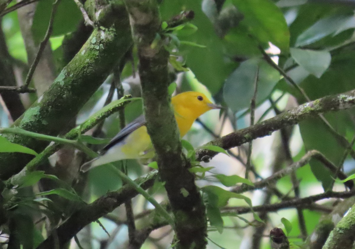 Prothonotary Warbler - ML217140321
